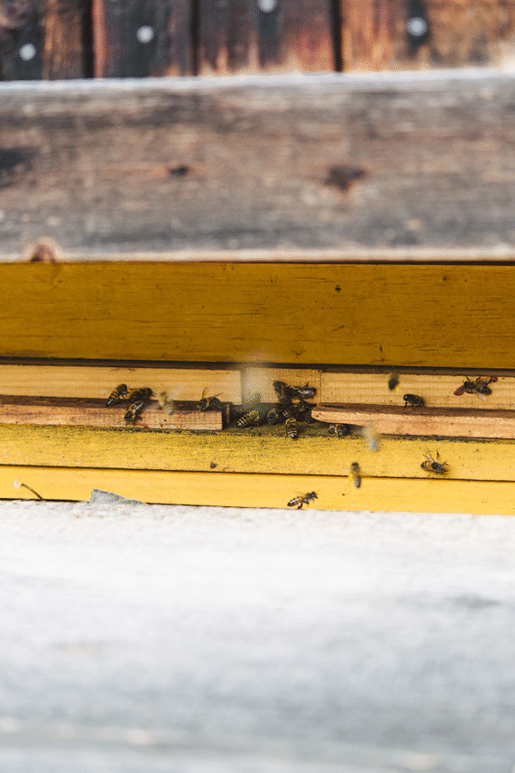 Bienen am Stock