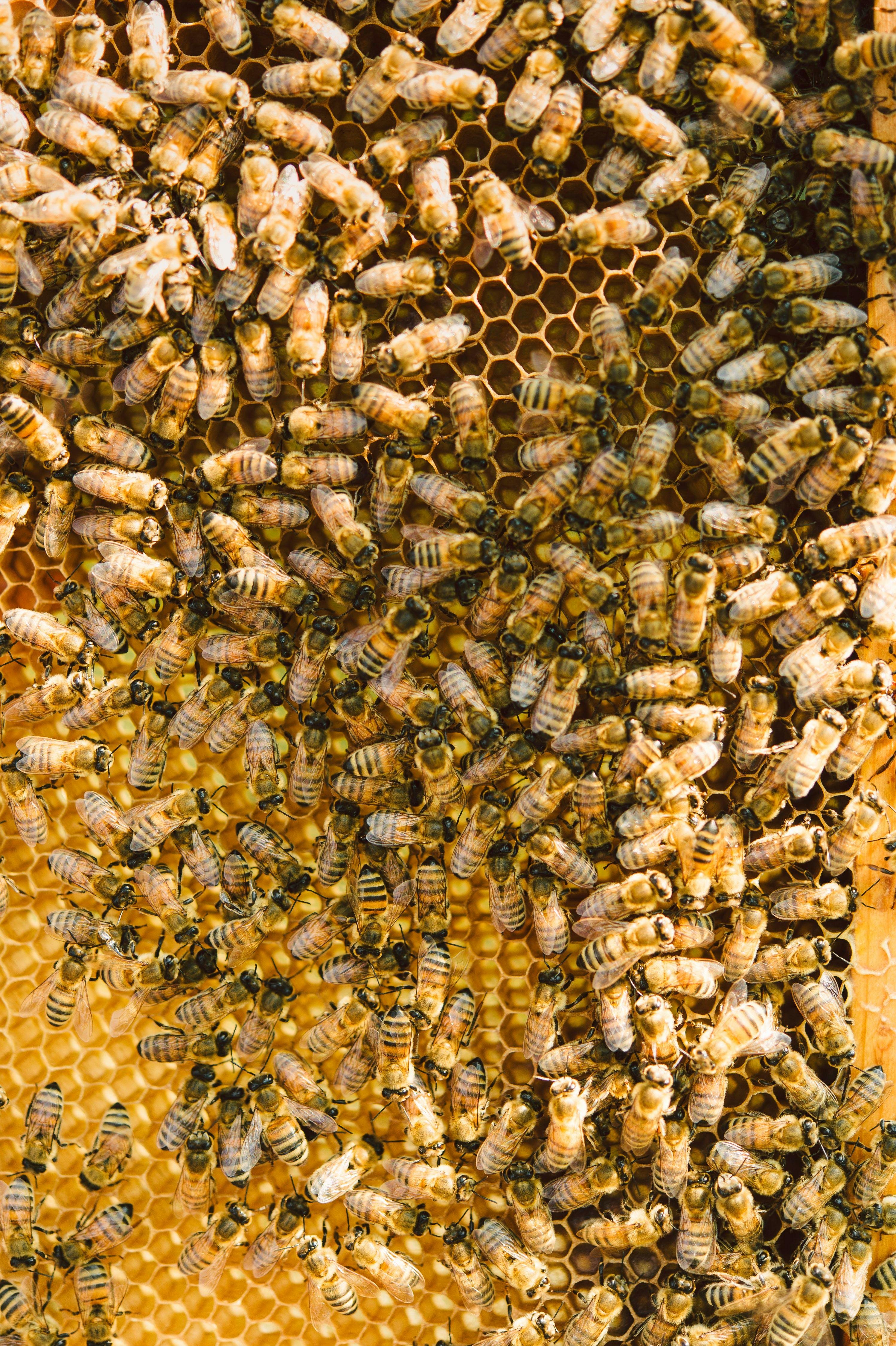 Bienenvolk