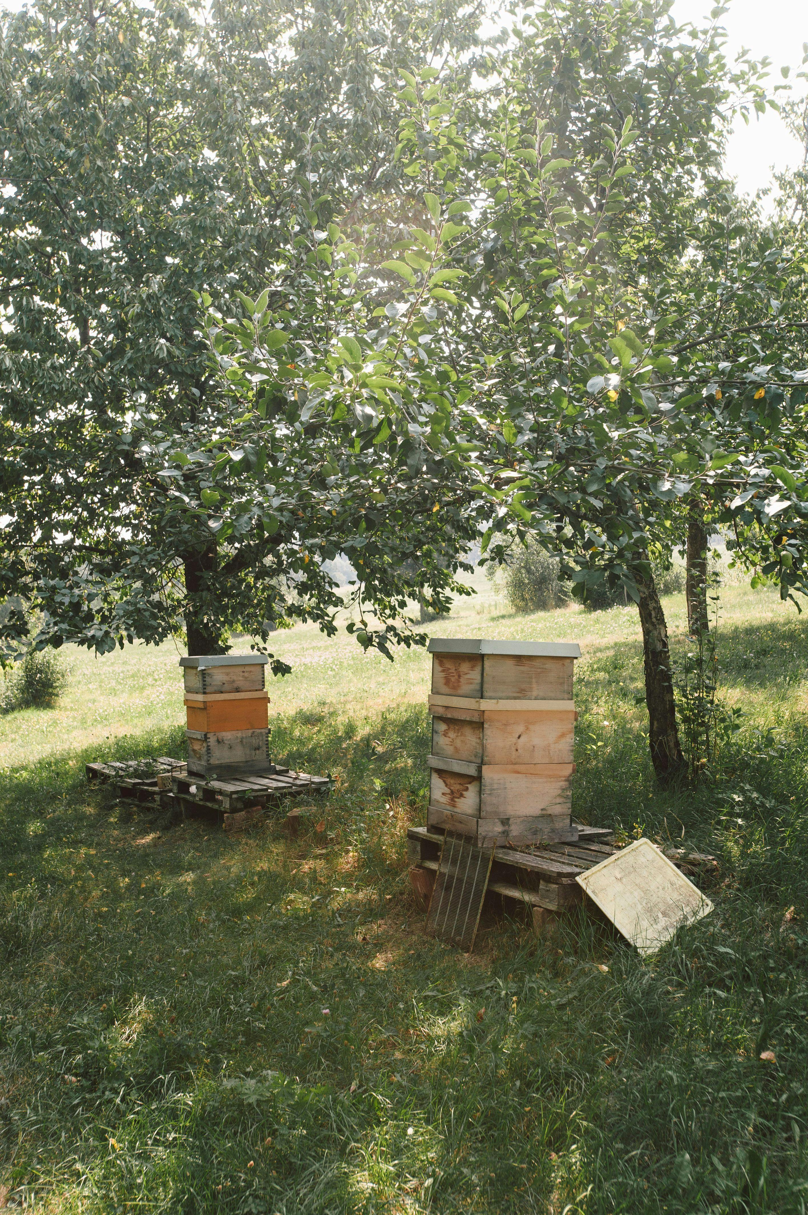 Bienenstöcke